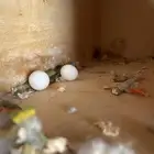 جوزين لوري وأنثى