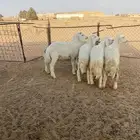 بهم حري