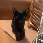 قطه