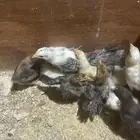 صيصان دجاج مفتل