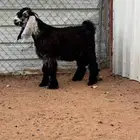 جفر عارضي صنف