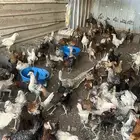 ديوك بلدي