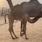 للبيع حوار فاخر