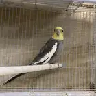 ببغاء كروان للبيع