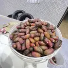 برني خرفة اليوم مغرب من ترج
