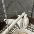 روز ثلاث حبات