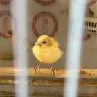 فروخ جاسب مشمشي عمر شهر