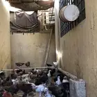 دجاج بلدي