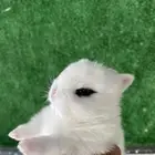 ارانب نذرلاند قزمي مستوى فاخر