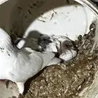 عشه حمام بلدي