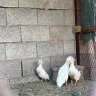 بط بكيني للبيع