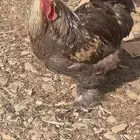 الباحه
