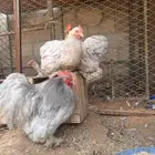للبيع طقم كوشن (بياض) تم البيع
