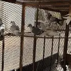 زواجل