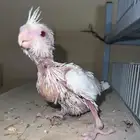 فرخ كروان اللبينو تم البيع