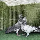 جوز شبراء
