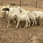 ضان رفيديات