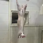 ذبايح طليان و تيوس تلاجه بري