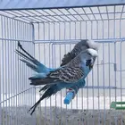 جوز انقلش بادجي