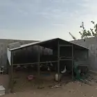 صنادق دواجن مقاسات مختلفه