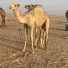حيران بريه