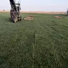 ثيل عشب سي الفين على الشرط