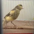 كناري تغريد