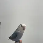 روز اليف ولعوب