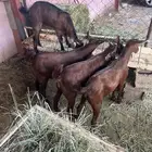 تيوس بلدي للبيع 4