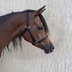 فرس واهو نسب عالي