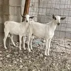 تيوس و جفار العدد 18