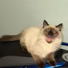 قط هملايا للبيع