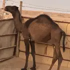 قعود اصفر للبيع العمر فوق ست شهور الموقع شرق الرياض