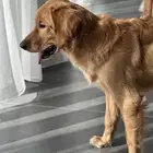 كلب قولدن ريتريفر 6 اشهر معه جواز سفر وتطعم جميع التطعيمات