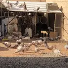 للبيع حمام سلفر منتج علي شرط
