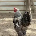 دجاج براهما