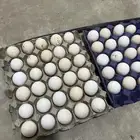 بيض دجاج زينه مشكل