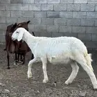 رخل