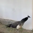 طاووس
