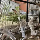 قماري هولندي