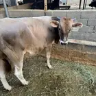 عجل للبيع جيرنسي فحل العمر 11 شهر