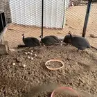 دجاج حبشي