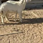 رخال صنف معرفات تم البيعع