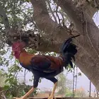 ديك بلدي