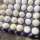 بيض بط البيع مشكل في مصري او في بكيني او شرشيري اطبق ب 40