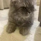 انثى شيرازي تزاوج