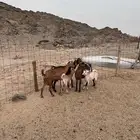 معزا للبيع