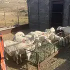 طليان  رخال