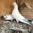 للبيع جوز وحشي مع فروخه بيور .