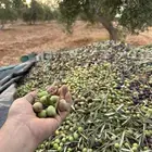 زيت زيتون انتاج شخصي وزعتر حق هذي السنة كثافة عالية